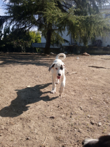 Lefti Zorro Dogsavior Okt25 6