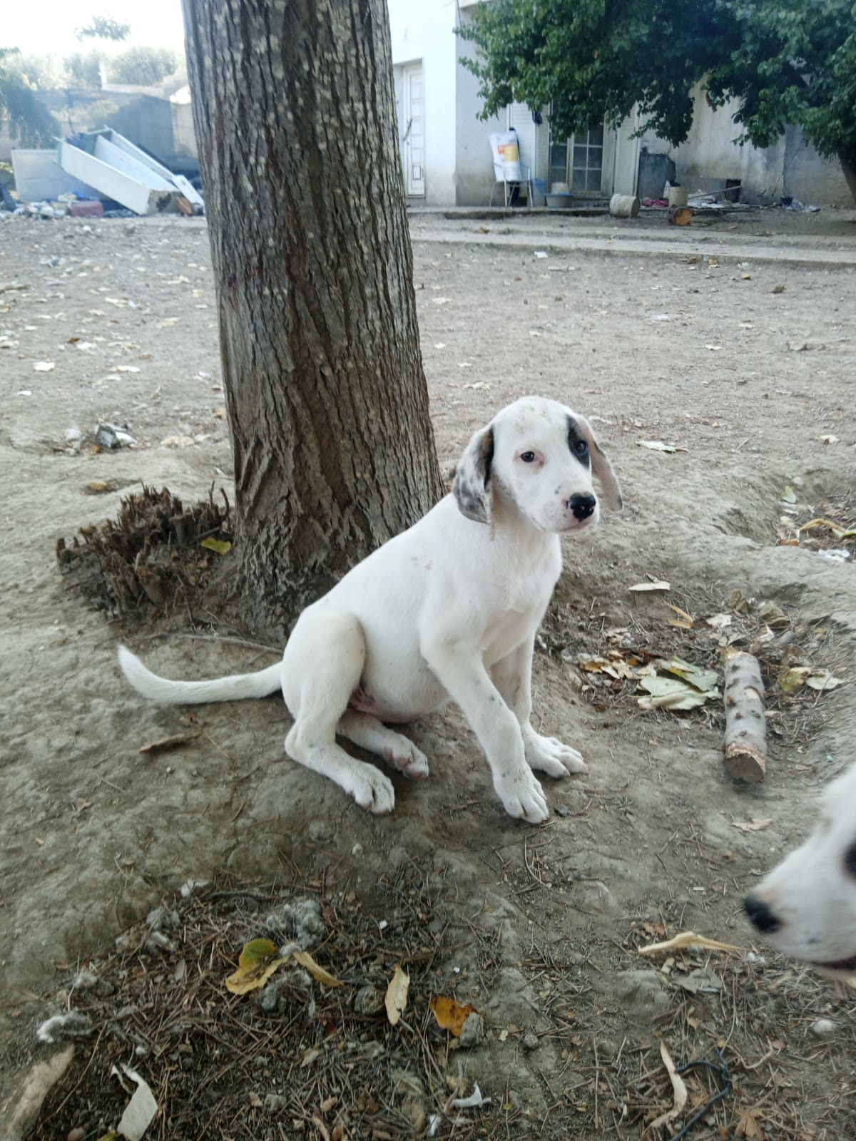 Lefti Zorro Dogsavior Okt25 7