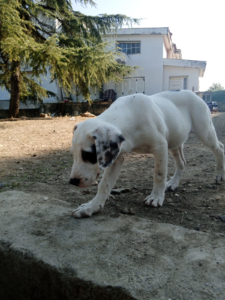 Lefti Zorro Dogsavior Okt25 8