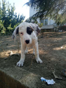 Lefti Zorro Dogsavior Okt25 9