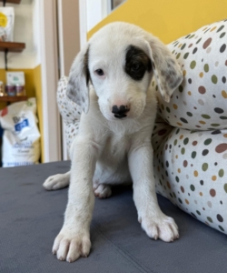 Lefty zorro dogsavior