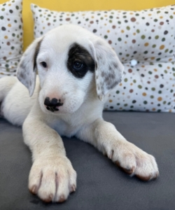 Lefty zorro dogsavior 1