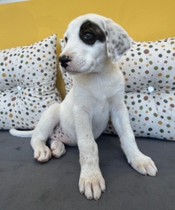 Lefty zorro dogsavior 2