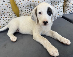 Lefty zorro dogsavior 3