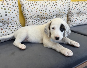 Lefty zorro dogsavior 4