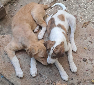 Lilou Jordy Zorro Dogsavior Sep25 Beitragsbild