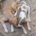 Lilou Jordy Zorro Dogsavior Sep25 Beitragsbild