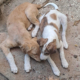 Lilou Jordy Zorro Dogsavior Sep25 Beitragsbild