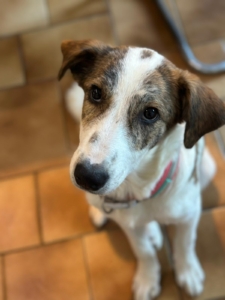 Lilou Zorro Dogsavior Okt25 1