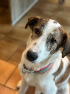 Lilou Zorro Dogsavior Okt25 2