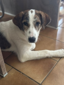 Lilou Zorro Dogsavior Okt25 3