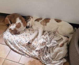 Lilou Zorro Dogsavior Okt25 4