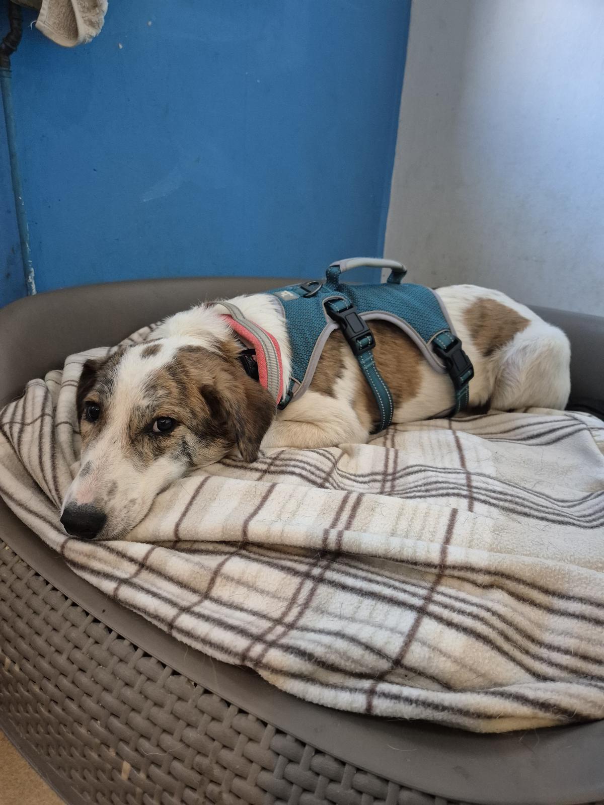 Lilou Zorro Dogsavior Okt25 5