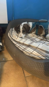 Lilou Zorro Dogsavior Okt25 6