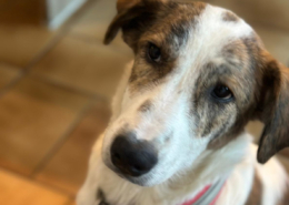 Lilou Zorro Dogsavior Okt25 Beitragsbild