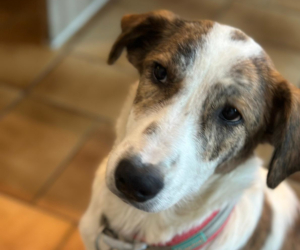 Lilou Zorro Dogsavior Okt25 Beitragsbild