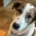 Lilou Zorro Dogsavior Okt25 Beitragsbild