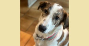 Lilou Zorro Dogsavior Okt25 SocialMedia