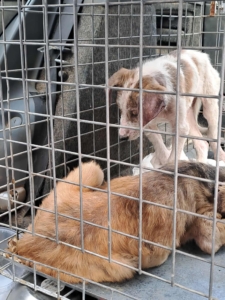 Unsere notfälle: Hunde brauchen dringend Unterstützung