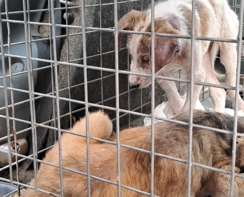 Unsere notfälle: Hunde brauchen dringend Unterstützung