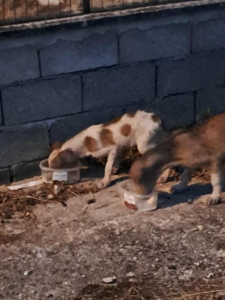 Lilou Zorro Dogsavior Sep25 12