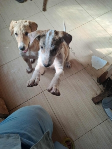 Lilou Zorro Dogsavior Sep25 3