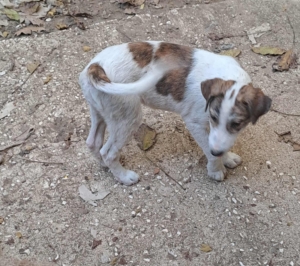 Lilou Zorro Dogsavior Sep25 6