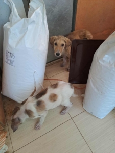 Lilou Zorro Dogsavior Sep25 7