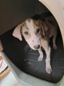 Lilou Zorro Dogsavior Sep25 9