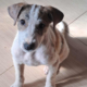 Lilou Zorro Dogsavior Sep25 Beitragsbild