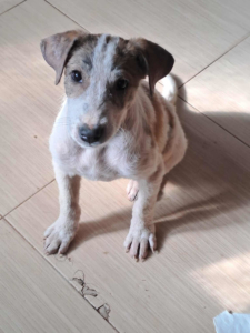 Lilou Zorro Dogsavior Sep25 Beitragsbild