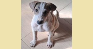 Lilou Zorro Dogsavior Sep25 SocialMedia