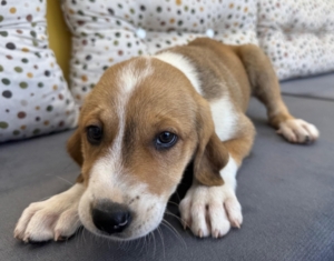 Lola zorro dogsavior