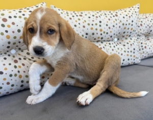 Lola zorro dogsavior 1