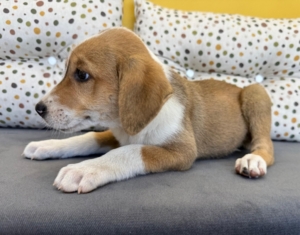 Lola zorro dogsavior 2