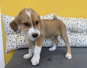 Lola zorro dogsavior 3