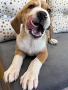 Lola zorro dogsavior 4