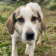 Lydia Zorro Dogsavior Aug25 Beitragsbild