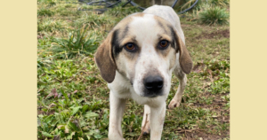 Lydia Zorro Dogsavior Aug25 Social Media