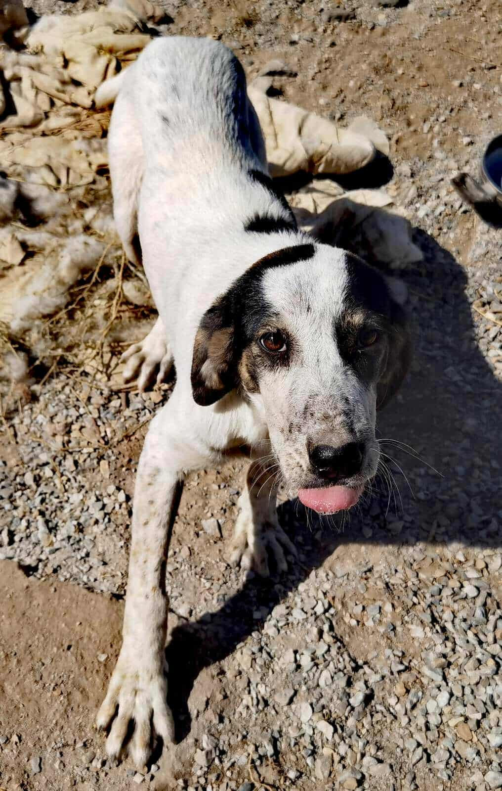 Mailo Zorro Dogsavior Nov25 1