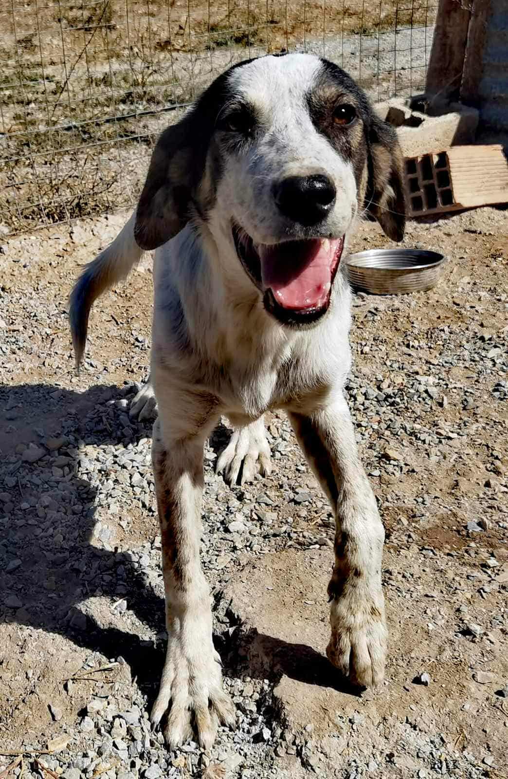 Mailo Zorro Dogsavior Nov25 2