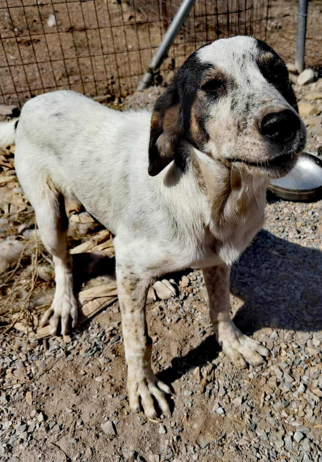 Mailo Zorro Dogsavior Nov25 3