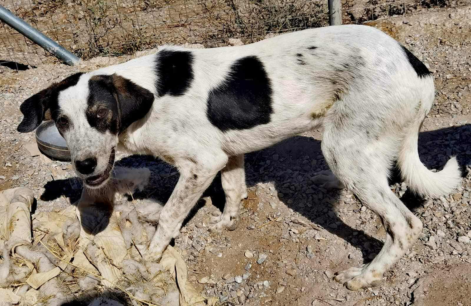 Mailo Zorro Dogsavior Nov25 4