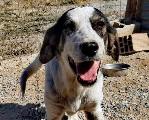 Mailo Zorro Dogsavior Nov25 Beitragsbild