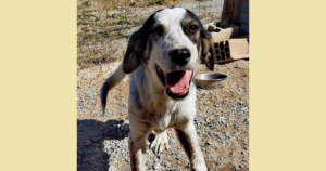 Mailo Zorro Dogsavior Nov25 Social Media