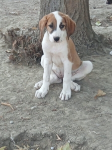 Muffin Zorro Dogsavior Okt25 1