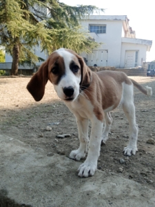 Muffin Zorro Dogsavior Okt25 2