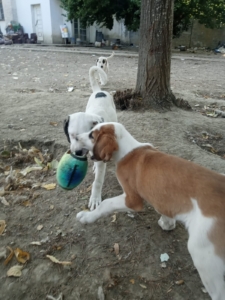 Muffin Zorro Dogsavior Okt25 3