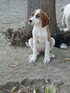 Muffin Zorro Dogsavior Okt25 5