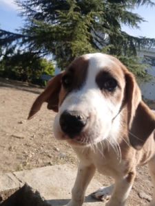 Muffin Zorro Dogsavior Okt25 6